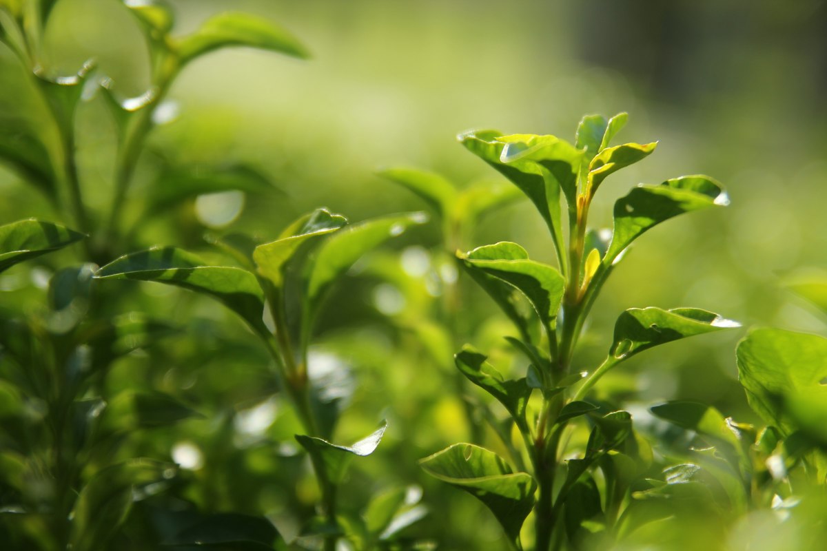 Delicate white tea buds